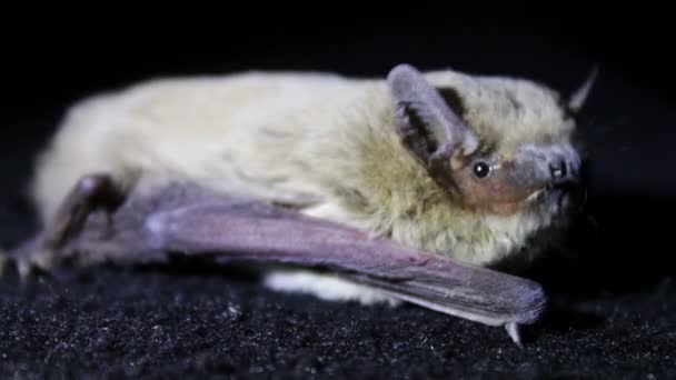 Nuit chauve-souris couchée sur le sol et vole avec un museau terrible . — Video