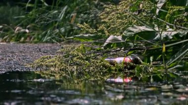 Yeşil su bitkilerinin ve kirli gölet suyunun yüzeyinde yüzen döküntülerin arasında yarı daldırılmış ve yüzen boş bir bira şişesinin yakın çekimi bulanık sıvı suya yansıyor..