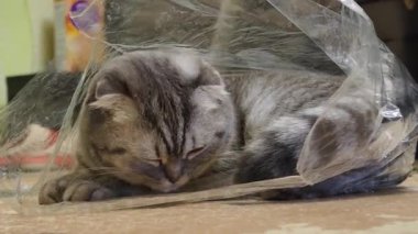 Uykulu gri İskoç kedisinin plastik poşetin içinde dinlenirken ki yan görüntüsü. Kedilerin ayırt edici kıvrımlı kulakları, çizgili tekir kürkü ve yavaşça kapalı bir kilim üzerinde gözleri vardır..