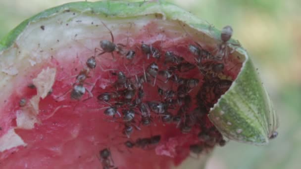 Mieren eten een segment van watermeloen op de grond. — Stockvideo