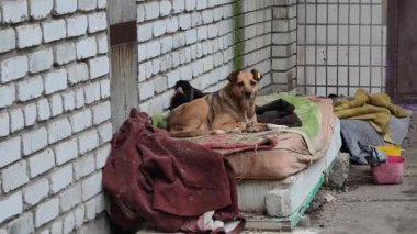 Şehir sokaklarında beyaz tuğlalı bir duvarın yanında kirli bir şiltenin üzerinde eski battaniyelerle duran sarı kulaklıklı başıboş bir köpeğin geniş açılı görüntüsü. Bir güvercin yakınlarda yiyecek arıyor..