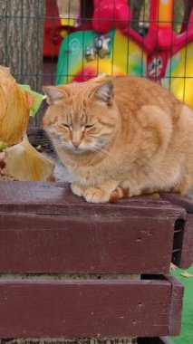 Kahverengi ahşap bir bankta dinlenen kızıl bir kediye dikey ve yakın çekim. Bir sonbahar gününde uyuklayan, tüylü, kırmızı bir kedi. Uykulu hayvan gözlerini açar ve bulanık bir oyun alanı arka planıyla etrafına bakar..