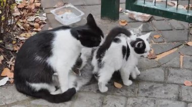 Yavru kedinin kuru sonbahar yapraklarıyla küçük yavrularını yalayıp temizlediği yüksek açılı bir manzara. Kedi ailesinin bakım davranışları, ebeveyn sevgisi ve başıboş hayvan yaşamı..