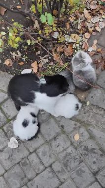 Siyah beyaz bir anne kedinin sonbahar yapraklarıyla asfalt üzerinde yavru kedileri beslemesinin yukarıdan görünüşü. Bu sokak hayvanı aile sahnesi annelik içgüdüsünü ve yeni doğan bakımını betimliyor..