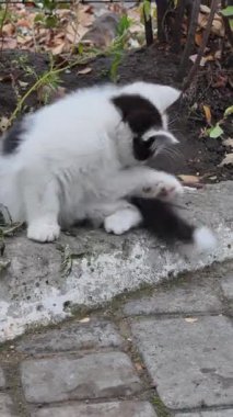 Beton bir çıkıntıda oturan, kuyruğuyla oynayan ve tımarlayan siyah beyaz bir kedi yavrusunun yakın çekimi. Bu neşeli hayvan davranışı, yeşil bitkilerle sonbahar ortamında meydana gelir..