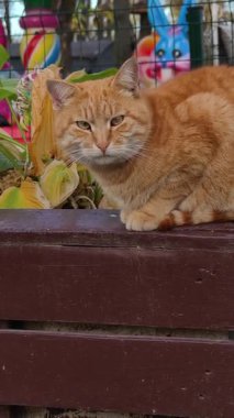 Açık havada kahverengi ahşap bir bankta oturan kızıl bir kedinin orta boy fotoğrafı. Yeşil gözlü ve beyaz bıyıklı evcil hayvan, sonbahar yapraklarıyla çerçevelenmiş kameraya bakar..