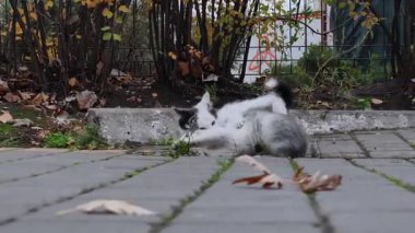 Sonbahar parkında kaldırımda oynayan iki küçük kedinin alçak açılı çekimi. Siyah beyaz bir kedi arka planda otururken gri ve beyaz bir kedi kameraya doğru yürür..