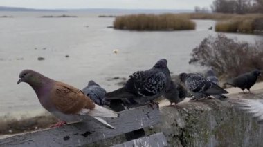 Güvercinler büyük, soğuk bir nehrin yanındaki yıpranmış ahşap bir çitte dinlenirler. Martı gibi diğer kuşlar uçar ve bulutlu, kasvetli bir günde yere iner..