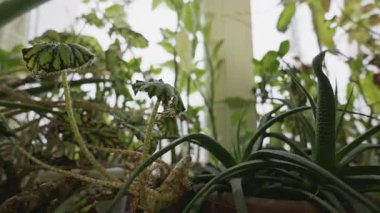 Begonya saksısı ve sulu bitkiler sık kapalı bir bahçede otururlar. Yumuşak, doğal ışık, kamera yeşillik boyunca yavaşça dönerken sahneyi aydınlatıyor..