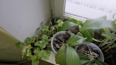 Orkideler ve sardunyalar da dahil olmak üzere ihmal edilmiş saksı bitkileri, siyah küfün yanındaki pencere pervazında otururlar. Pencere camları soğuk havadan dolayı buğulanarak nemli bir atmosfer yaratıyor..