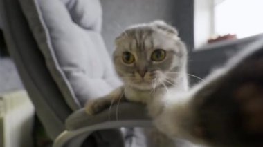 Gri kürklü şirin İskoç kedisi bir ofis sandalyesinde oturur ve kameraya şakacı bir şekilde vurur. Yakın çekim, birinci şahıs bakış açısı hayvanları ilginç ve komik bir şekilde yakalar..
