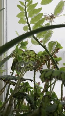 Bir begonya ve çeşitli şeytanların omurgası da dahil olmak üzere çeşitli kapalı alan bitkileri bir pencerenin yanında yetişir. Yumuşak, doğal gün ışığı yeşil ve desenli yaprakları aydınlatır..