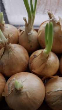 Taze yeşil filizli sarı soğanlar bir kabın içinde oturur. Kamera ampullerin üzerinde yavaşça döner, yakın plan çekimde kağıttan deri dokusunu gösterir..