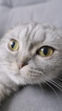 Gri tekir kürklü şirin İskoç kedisi kanepeye uzanmış kameraya bakıyor. Aşırı yakın çekim perspektifi kedilerin pençeleri göründükçe komik bir özçekim etkisi yaratıyor..