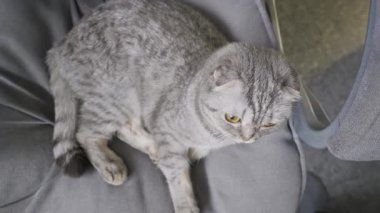 Gri tekir kürklü İskoç kedisi yumuşak gri bir sandalyede yatıyor. Yüksek açılı yakın plan, evcil hayvanın büyük sarı gözleriyle etrafa baktığını gösteriyor..