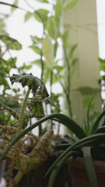 Kamera, begonya ve dokulu sulu bir bitki de dahil olmak üzere çeşitli saksı bitkilerini yavaş yavaş tarar. Sığ alan derinliği parlak arkaplanı bulanıklaştırarak yumuşak, doğal bir atmosfer yaratır..
