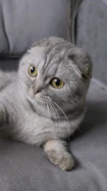 Büyük sarı gözlü şirin gri İskoç kedisi bir kanepede yatıyor. Evcil hayvan merakla etrafına bakıyor, gözbebekleri şaşkınlık ve uyanıklık içinde büyüyor..