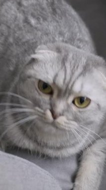 Gümüş tekir kürklü, büyük sarı gözlü İskoç kedisi merakla etrafına bakıyor. Yakından çekilen portre, ifadesel yüzünü ve göz bebeklerini yumuşak, hatta hafif bir şekilde büyütür..