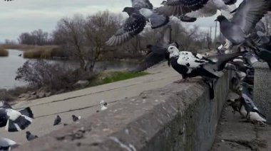 Aralarında siyah ve beyaz bir kuşun da bulunduğu güvercin sürüsü beton bir set üzerinde uçup tünemektedir. Sahne kasvetli, bulutlu bir günde, çıplak ağaçlarla dolu bir nehrin yanında geçiyor..