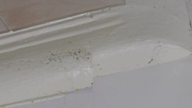 Siyah küf nemli bir köşede kabarcıklar ve çatlak boyalarla büyür. Yakın çekim nemli yüzeyin parlak dokusunu ve su hasarı belirtilerini ortaya çıkarır..