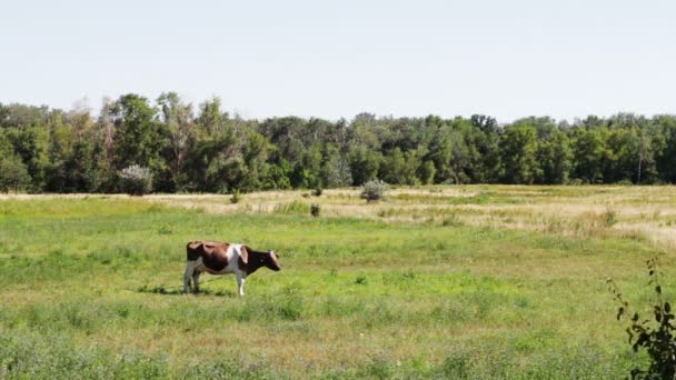 Vacas pastando no campo. — Vídeo de Stock