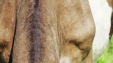 İnekler tarlada otluyor..