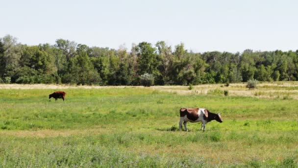 Vaches broutant dans le champ. — Video