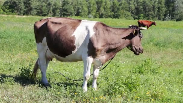 Vacas pastando no campo. — Vídeo de Stock