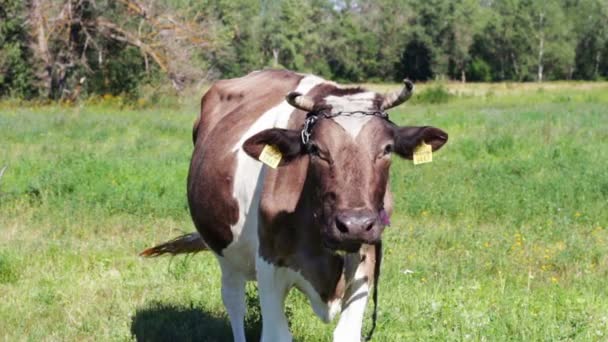 Vacas pastando en el campo. — Vídeo de stock