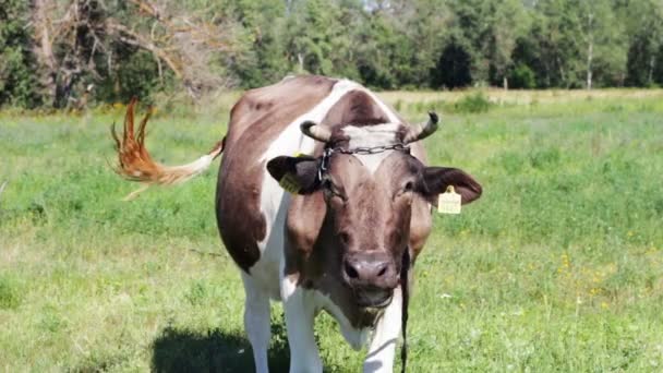 Vacas pastando en el campo. — Vídeos de Stock