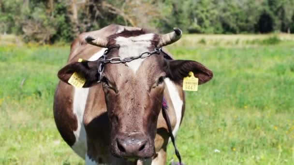 Vacas pastando en el campo. — Vídeo de stock