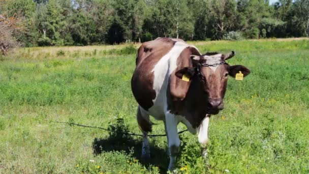 Vacas pastando no campo. — Vídeo de Stock