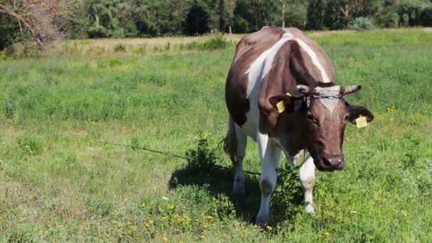 Vacas pastando no campo. — Vídeo de Stock