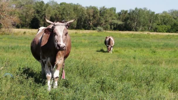 Vacche al pascolo nel campo. — Video Stock