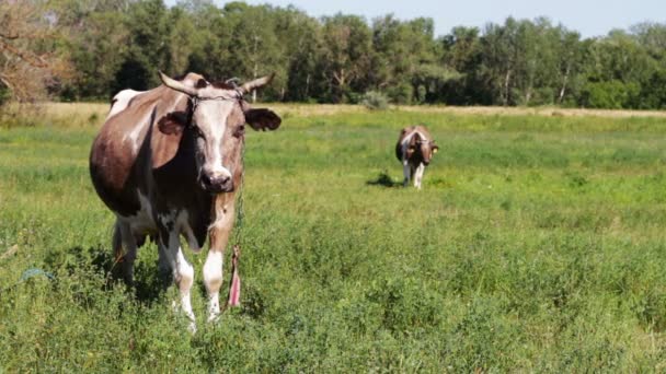 Krávy pasoucí se na poli. — Stock video