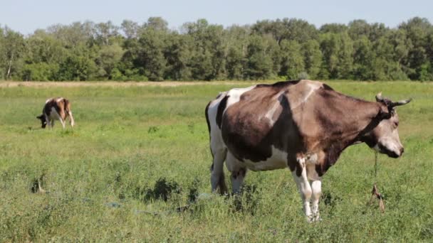 Vacas pastando en el campo. — Vídeo de stock