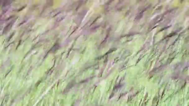 Herbes de prairie dans le champ oscillant dans le vent .