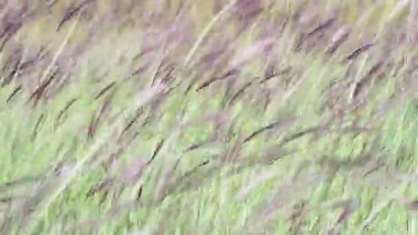 Rüzgarda sallanan alanındaki çayır çimen. — Stok video