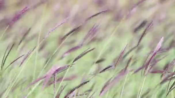 หญ้าทุ่งหญ้าในสนามแกว่งในลม . — วีดีโอสต็อก