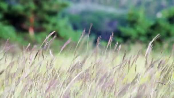 Réti fű, imbolygott a szélben a háttérben fák területén. — Stock videók