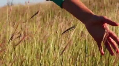 Kız el dokunmak alan çayır çimen.