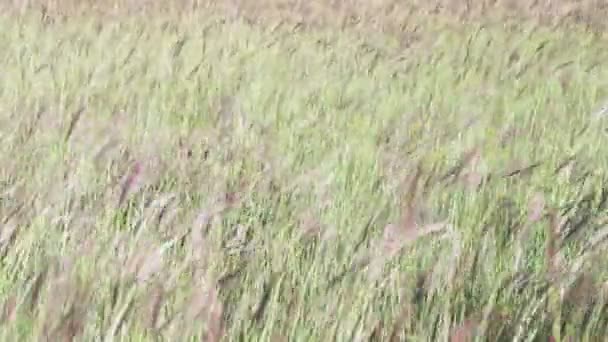 Hierbas del prado en el campo balanceándose en el viento . — Vídeos de Stock