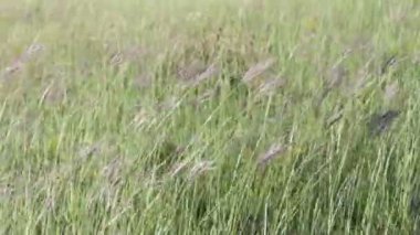 Rüzgarda sallanan alanındaki çayır çimen.