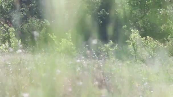 Padang rumput di padang bergoyang dalam angin di atas pohon latar belakang . — Stok Video