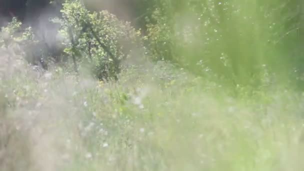 Ängen gräs i fältet vajande i vinden på en bakgrund träd. — Stockvideo