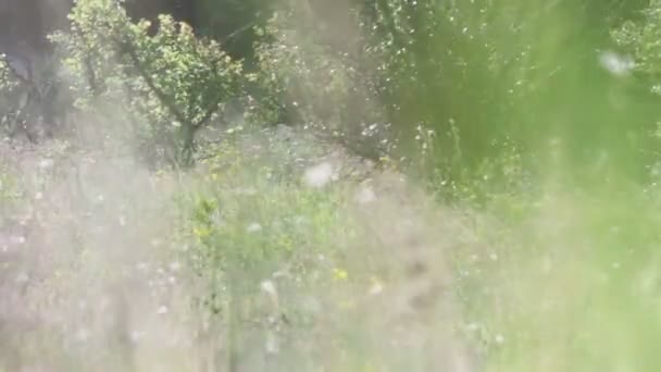 Gramíneas de prado no campo balançando ao vento em um fundo árvores . — Vídeo de Stock