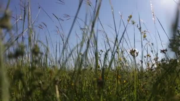 Лугові трави в полі погойдуються на вітрі . — стокове відео