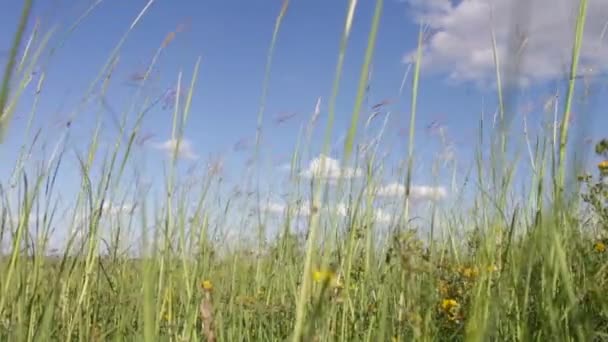 Luční trávy v poli kymácí ve větru. — Stock video