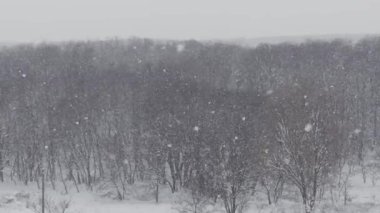 Şiddetli kar, kış fırtınası sırasında çıplak ağaçlardan oluşan engin bir ormanın üzerine düşüyor. Değişen mevsimler, kış havası, sükunet ve doğanın saf güzelliği kavramı..