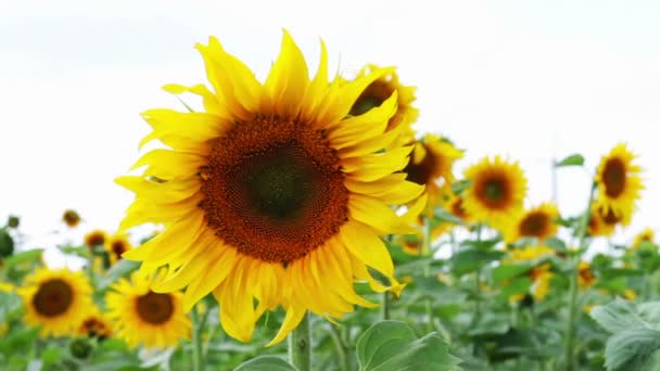 Girasoles en el campo — Vídeos de Stock